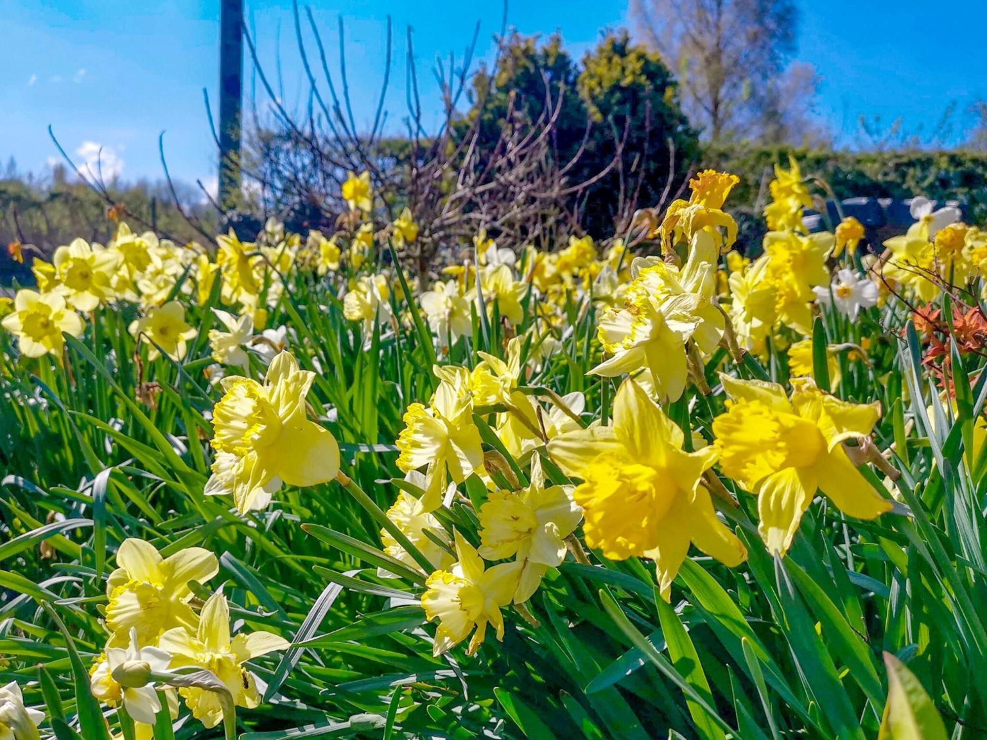 Willa Daffodils Coanwood Zewnętrze zdjęcie